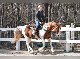 Paint Horse, Gelding, 11 years, 15.2 hh, Pinto