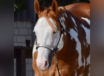 Paint Horse, Gelding, 11 years, 15.3 hh, Overo-all-colors