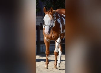 Paint Horse, Gelding, 11 years, 15.3 hh, Overo-all-colors