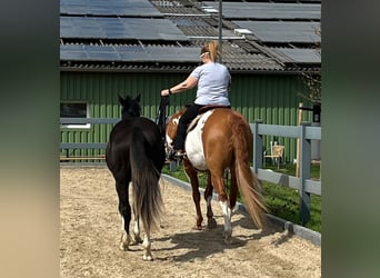 Paint Horse, Gelding, 11 years, 15,3 hh, Overo-all-colors