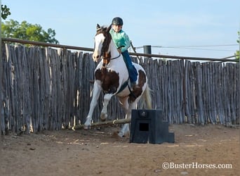 Paint Horse, Gelding, 11 years, 15 hh, Bay