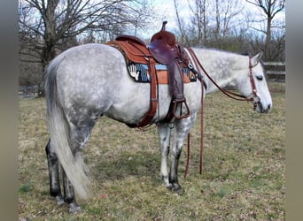 Paint Horse, Gelding, 11 years, 15 hh, Gray-Dapple