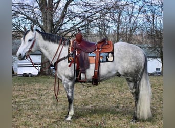 Paint Horse, Gelding, 11 years, 15 hh, Gray-Dapple