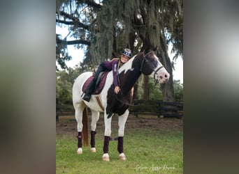 Paint Horse, Gelding, 11 years, 15 hh, Pinto