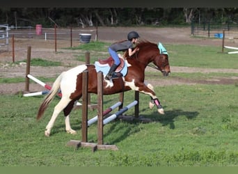 Paint Horse, Gelding, 11 years, 15 hh