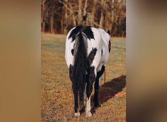 Paint Horse, Gelding, 11 years, 15 hh