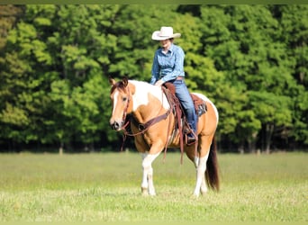 Paint Horse, Gelding, 11 years, 15,1 hh