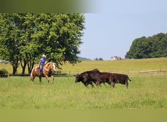 Paint Horse, Gelding, 11 years, 15,3 hh, Palomino