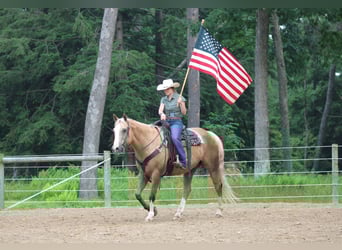 Paint Horse, Gelding, 11 years, 15,3 hh, Palomino