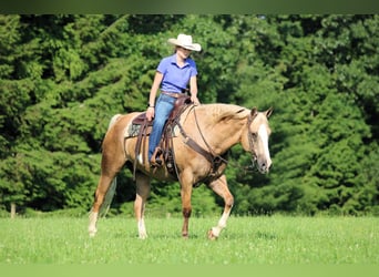 Paint Horse, Gelding, 11 years, 15,3 hh, Palomino