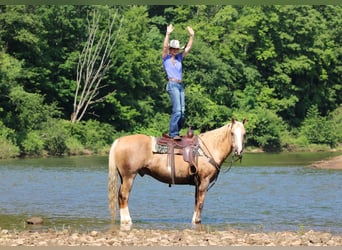 Paint Horse, Gelding, 11 years, 15,3 hh, Palomino
