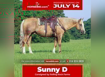 Paint Horse, Gelding, 11 years, 15,3 hh, Palomino
