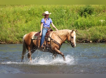 Paint Horse, Gelding, 11 years, 15,3 hh, Palomino