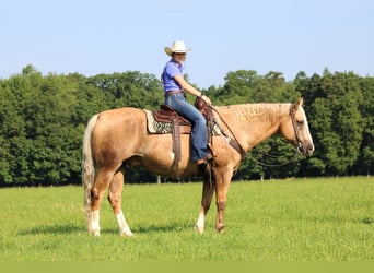 Paint Horse, Gelding, 11 years, 15,3 hh, Palomino