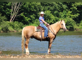Paint Horse, Gelding, 11 years, 15,3 hh, Palomino