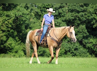Paint Horse, Gelding, 11 years, 15,3 hh, Palomino