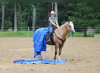 Paint Horse, Gelding, 11 years, 15,3 hh, Palomino