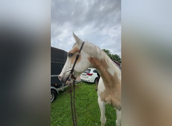 Paint Horse, Gelding, 11 years, 15,3 hh, Tobiano-all-colors