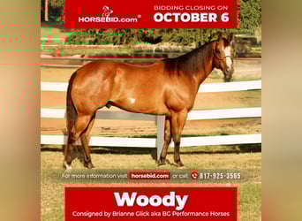 Paint Horse, Gelding, 11 years, 16.2 hh, Bay