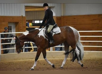 Paint Horse, Gelding, 11 years, 16.3 hh, Bay