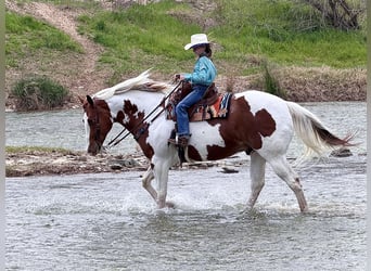 Paint Horse, Gelding, 11 years, 16 hh, Tobiano-all-colors