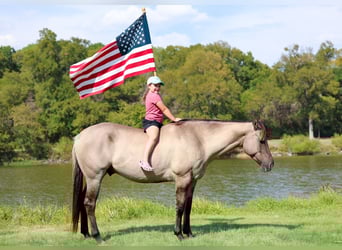 Paint Horse, Gelding, 11 years, 16,2 hh, Bay