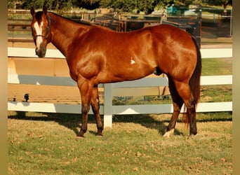 Paint Horse, Gelding, 11 years, 16,2 hh, Bay