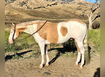 Paint Horse, Gelding, 11 years, Palomino