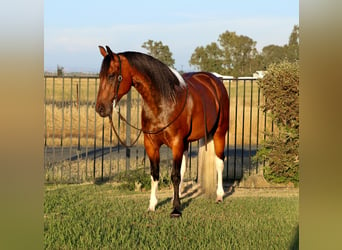 Paint Horse, Gelding, 11 years, Tobiano-all-colors