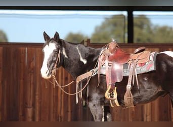 Paint Horse, Gelding, 12 years, 14,3 hh, Black