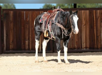 Paint Horse, Gelding, 12 years, 14,3 hh, Black