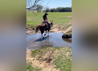 Paint Horse, Gelding, 12 years, 14,3 hh, Chestnut