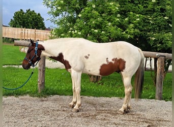 Paint Horse, Gelding, 12 years, 14,1 hh, Tobiano-all-colors