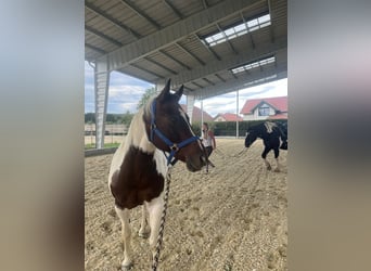 Paint Horse, Gelding, 12 years, 14,1 hh, Tobiano-all-colors