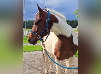 Paint Horse, Gelding, 12 years, 14,1 hh, Tobiano-all-colors