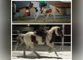Paint Horse, Gelding, 12 years, 14,1 hh, Tobiano-all-colors