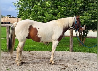 Paint Horse, Gelding, 12 years, 14,1 hh, Tobiano-all-colors