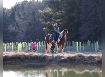 Paint Horse, Gelding, 12 years, 15.2 hh, Tobiano-all-colors