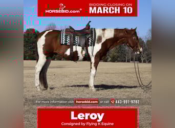 Paint Horse, Gelding, 12 years, 15.2 hh, Tobiano-all-colors