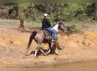 Paint Horse, Gelding, 12 years, 15.3 hh, Tobiano-all-colors