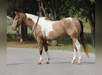 Paint Horse, Gelding, 12 years, 15.3 hh, Tobiano-all-colors