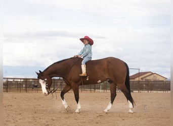 Paint Horse, Wallach, 12 Jahre, 15 hh, Rotbrauner