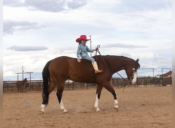 Paint Horse, Wallach, 12 Jahre, 15 hh, Rotbrauner