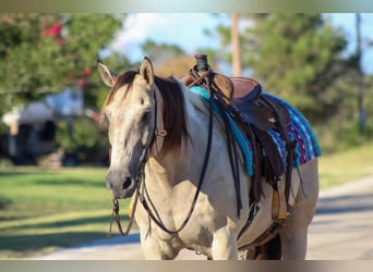 Paint Horse, Gelding, 12 years, 15 hh, Buckskin