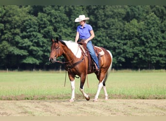 Paint Horse, Gelding, 12 years, 15 hh, Pinto