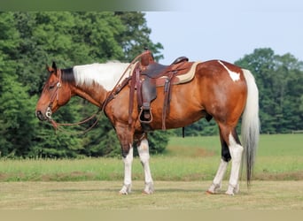 Paint Horse, Gelding, 12 years, 15 hh, Pinto