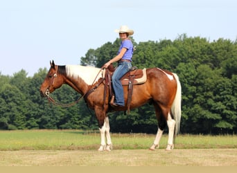 Paint Horse, Gelding, 12 years, 15 hh, Pinto