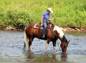 Paint Horse, Gelding, 12 years, 15 hh, Pinto