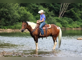 Paint Horse, Gelding, 12 years, 15 hh, Pinto