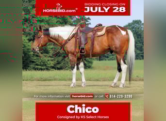 Paint Horse, Gelding, 12 years, 15 hh, Pinto